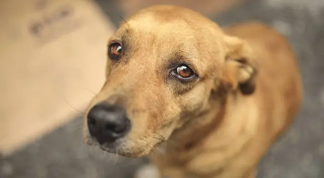 Congreso aprobó por mayoría proyecto de ley en beneficio de los perros y gatos del país.