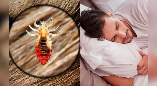 ¿Qué significa soñar con piojos en la cabeza? ¿Cómo lo interpreto? ¿Qué significa soñar con piojos en la cabeza? ¿Cómo lo interpreto?