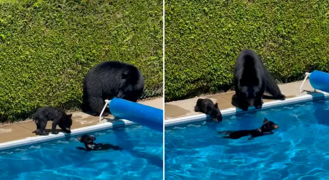 El tierno video logró obtener más de 3.5 millones de reproducciones em TikTok. El tierno video logró obtener más de 3.5 millones de reproducciones em TikTok.