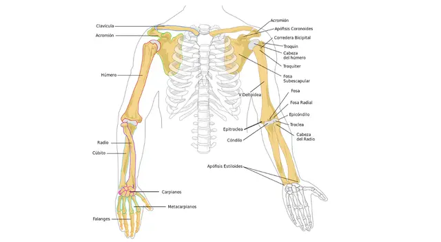 Las extremidades dan movilidad a nuestro cuerpo. Las extremidades dan movilidad a nuestro cuerpo.