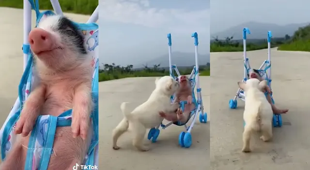 Enternecedor video de los animales llamó la atención en las redes sociales. Enternecedor video de los animales llamó la atención en las redes sociales.