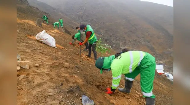 plantan 500 árboles en los cerros del El Agustino