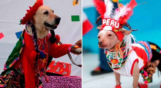 Competirán canes de todo tamaño y raza. Competirán canes de todo tamaño y raza.