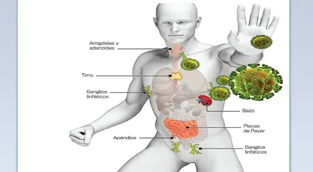 Aprende y conoce más sobre nuestro sistema inmunológico, el cual nos defiende de las enfermedades como el Covid-19.