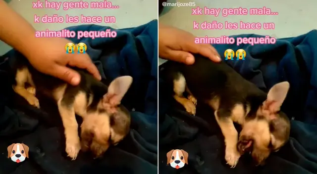 El perrito fue rescatado por un joven.