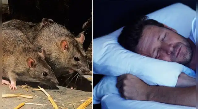 Conoce el significado de soñar con ratas o ratones.