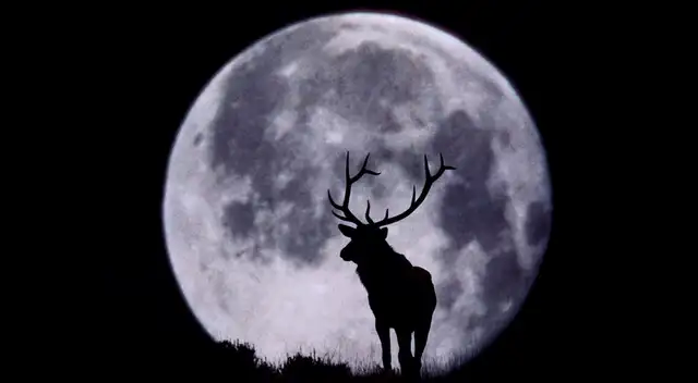 Luna llena de ciervo también es conocida como ‘Luna de trueno’ o ‘Luna de heno’. Luna llena de ciervo también es conocida como ‘Luna de trueno’ o ‘Luna de heno’.