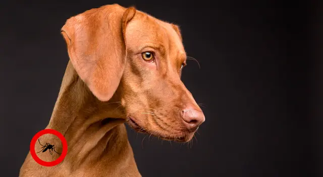 El Leishmaniasis es una infección provocada por el parásito Leishmania transmitido por el mosquito flebótomo.