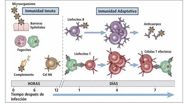 El sistema inmune puede ser innato o adquirido.