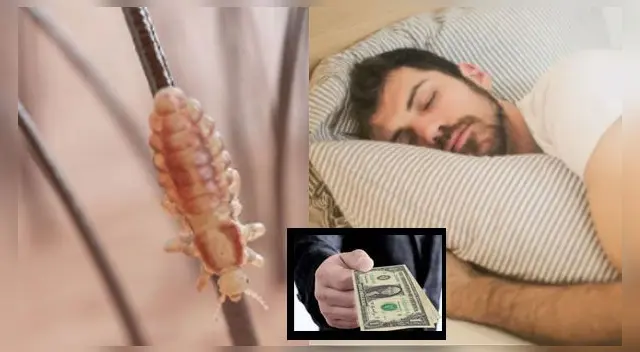 ¿Qué significa soñar con piojos y matarlos? ¿Recibiré dinero? ¿Qué significa soñar con piojos y matarlos? ¿Recibiré dinero?