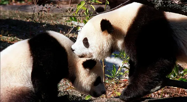 “Los hábitats de la vida silvestre se han mejorado de manera efectiva “Los hábitats de la vida silvestre se han mejorado de manera efectiva