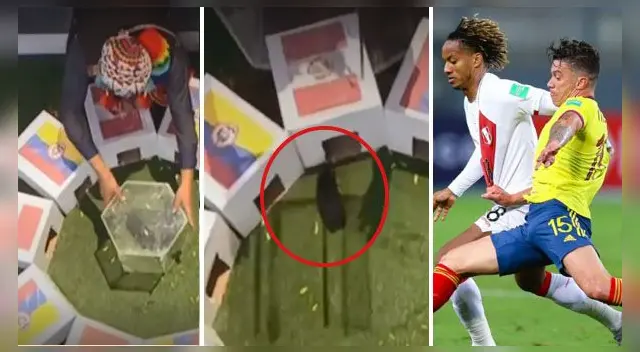 El cuy “Renato” dio contundente pronóstico sobre el tercer lugar de la Copa América 2021. El cuy “Renato” dio contundente pronóstico sobre el tercer lugar de la Copa América 2021.