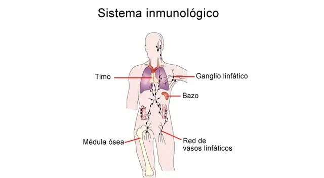 Está compuesto por el timo, la médula ósea, el bazo, los ganglios linfáticos y los vasos linfáticos.