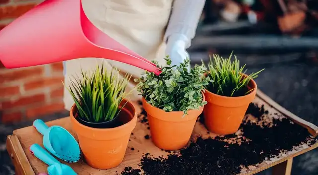 Las plantas en maceta necesitan un cuidado diferente. Las plantas en maceta necesitan un cuidado diferente.