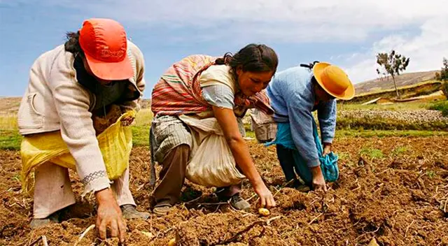 Midagri destinó S/ 682 millones en créditos a pequeños productores