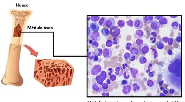 La médula ósea fabrica las células sanguíneas. La médula ósea fabrica las células sanguíneas.