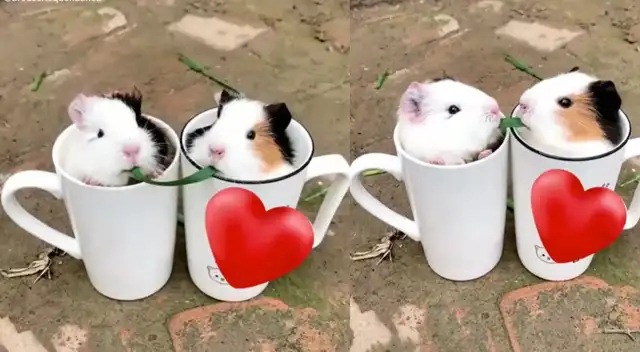 Peculiar video de los cuyes se hizo viral en las redes sociales. Peculiar video de los cuyes se hizo viral en las redes sociales.