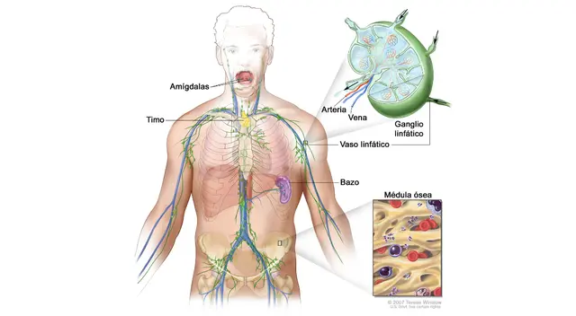 La mayoría de los ganglios linfáticos se acumulan en el cuello, las axilas y la ingle.