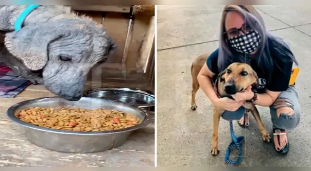 El pequeño can fue llevado al medico y poco a poco logro salir adelante hasta lograr su recuperación.