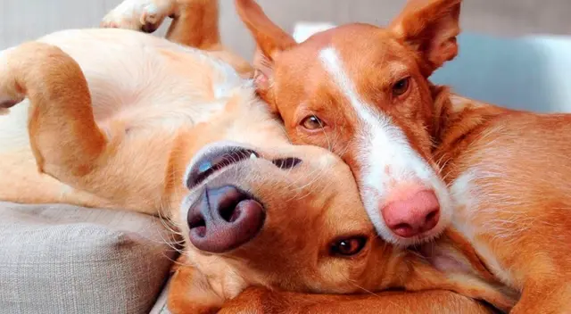 El celo es una etapa que ocurre en las hembras de cada especie.