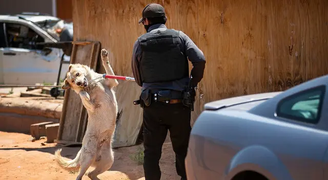 Lyssa tenía lesiones extensas que coincidían con las marcas de los dientes caninos. Lyssa tenía lesiones extensas que coincidían con las marcas de los dientes caninos.