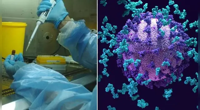 Descubren “súper anticuerpo” capaz de combatir las variantes de coronavirus.