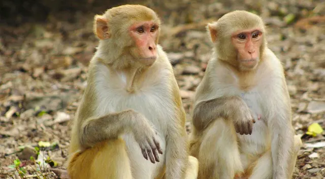 El veterinario se contagió después de disecar dos monos muertos a inicios de marzo, según medios estatales.