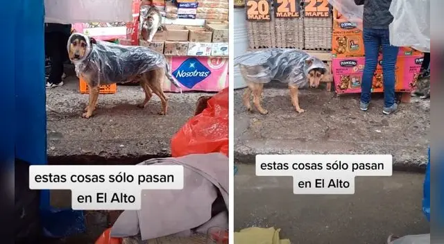 El video se ha vuelto viral en las redes sociales. El video se ha vuelto viral en las redes sociales.