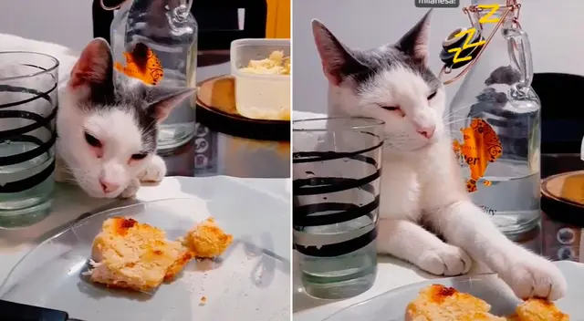 El felino fingió estar dormido sobre la mesa.
