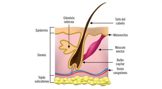 El pelo ayuda a regular la temperatura corporal.