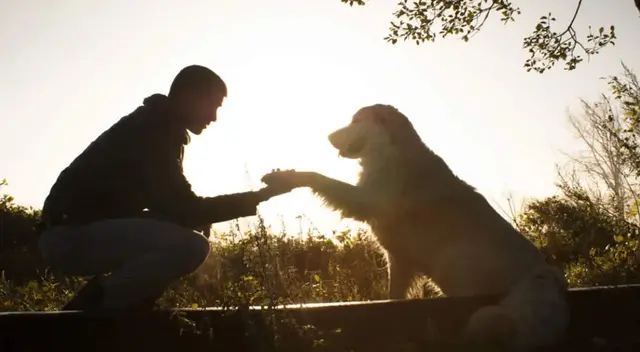 En el Día Mundial del perro, revisa un listado de nombres que puedes ponerles. En el Día Mundial del perro, revisa un listado de nombres que puedes ponerles.