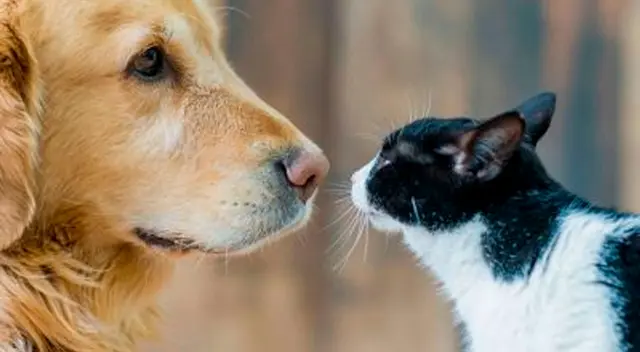 “Se estima que el 60% de las enfermedades humanas infecciosas son de origen animal”, señala el especialista. “Se estima que el 60% de las enfermedades humanas infecciosas son de origen animal”, señala el especialista.