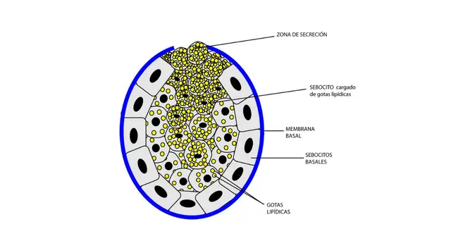 Ayudan a cuidar nuestra piel y cabello. Ayudan a cuidar nuestra piel y cabello.
