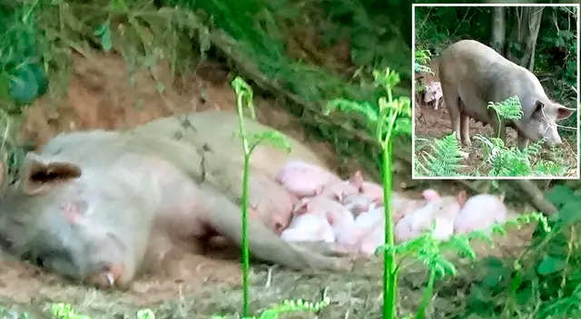 Un hombre la encontró débil en medio del bosque.