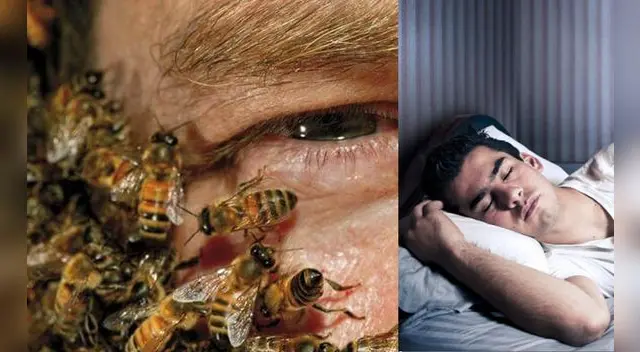 Conoce el significado de soñar con abejas que te pican. Conoce el significado de soñar con abejas que te pican.
