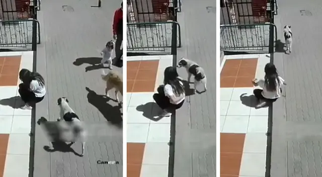 Peculiar video de la joven y el perro se hizo viral en las redes sociales. Peculiar video de la joven y el perro se hizo viral en las redes sociales.