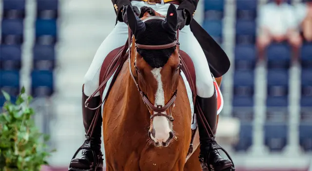 El equino Jet Set sufrió una rotura irreparable de los ligamentos en la pata delantera derecha.