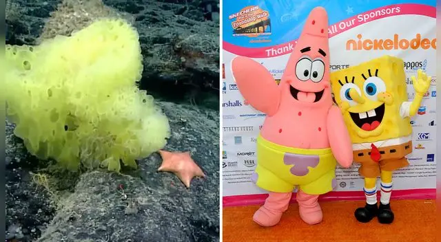 Bob Espona y Patricio Estrella son captados en cámara Bob Espona y Patricio Estrella son captados en cámara