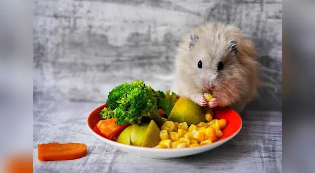 Entérate en qué se basa la alimentación del hámster.