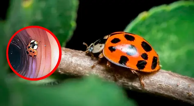 Una de las hipótesis sugiere que la vaquita de San Antonio resbaló mientras el hombre dormía.