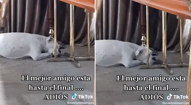 El emotivo video conmovió a miles en TikTok.