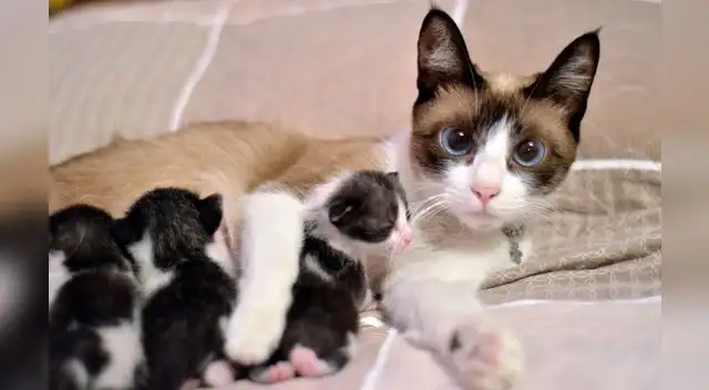 ¡Feliz día peludos de cuatro patas! Los gatos son, para muchos, más que animales de compañía.