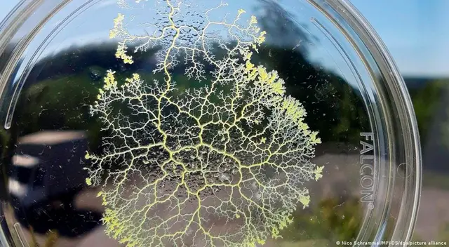 Blob pertenecen a la subclase de los amebozoos.