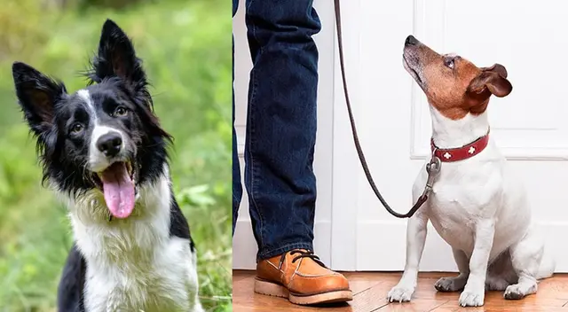 Adiestra a tu perro para que no ladre cuando tocan la puerta. Adiestra a tu perro para que no ladre cuando tocan la puerta.