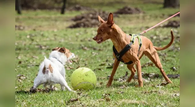 Las agresiones suelen ser conductas defensivas ante el miedo. Las agresiones suelen ser conductas defensivas ante el miedo.