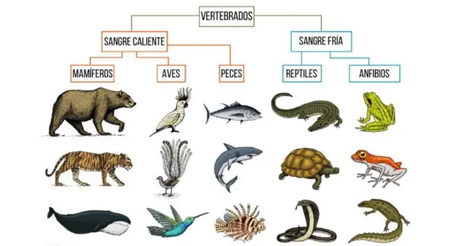 La mayoría de vertebrados respira mediante pulmones. Excepto los peces que tienen branquias.