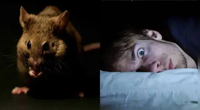 Entérate cuál es el significado de soñar con rastas. Entérate cuál es el significado de soñar con rastas.