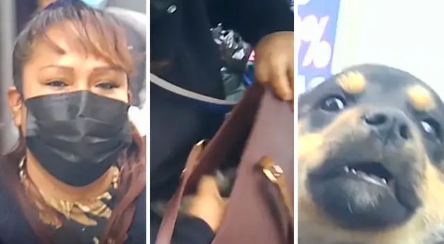 Muchos de estos animales son hacinados en lugares insalubres y muchos de ellos pierden la vida enfermos sin haber recibido sus vacunas correspondientes.