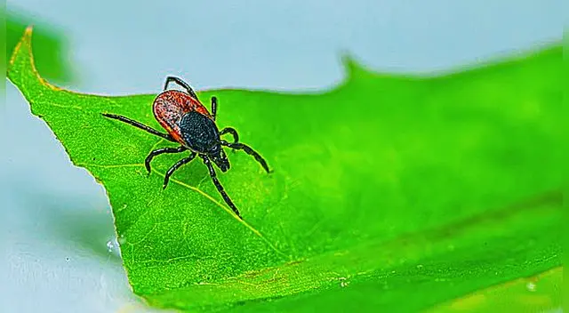 La garrapata no suele ser un mensaje positivo. La garrapata no suele ser un mensaje positivo.