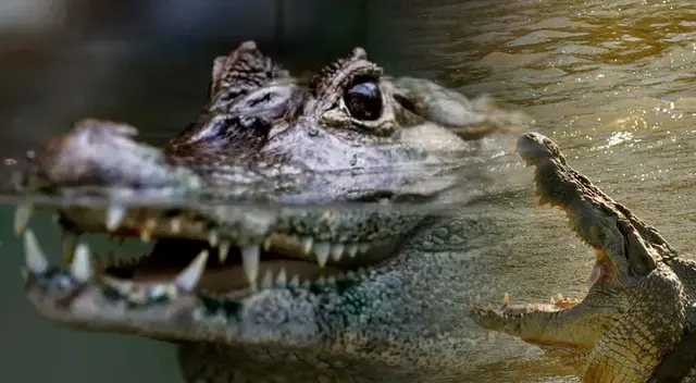 Al ver el ataque, uno de los visitantes saltó al agua para subirse sobre el animal.